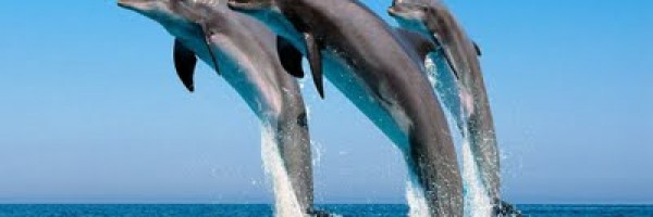 Projeto Golfinho Rotador completa 22 anos